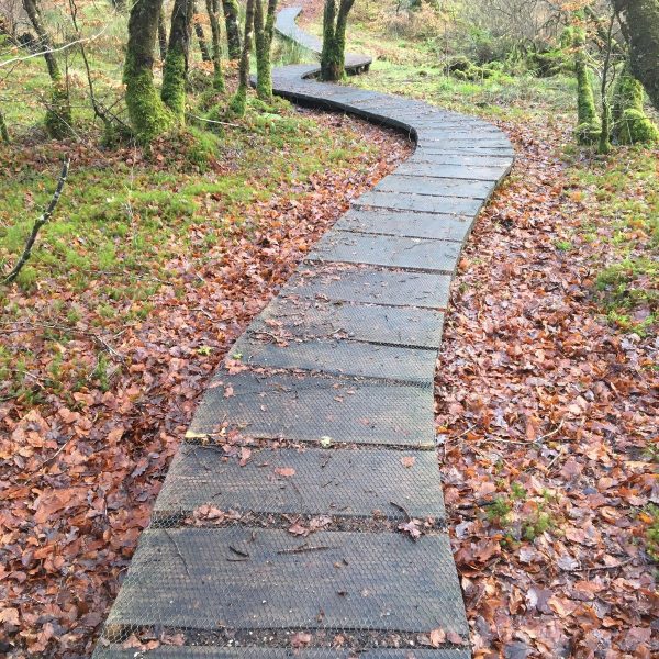 On the woodland trail - Ardgour