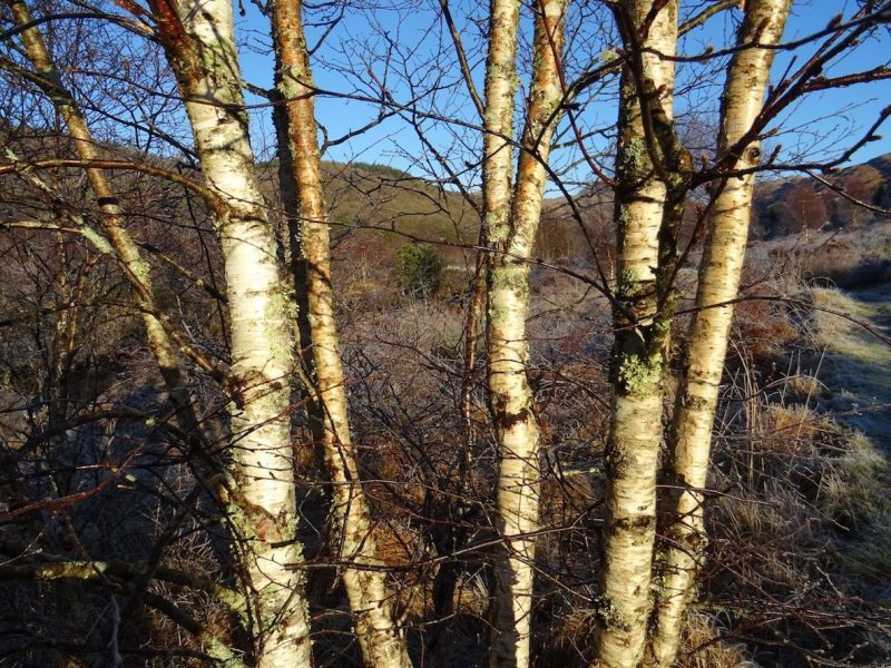 Silver Birch