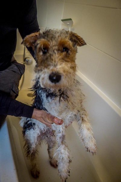 ard daraich crinan After playing with a deerhound and ending in a bog bathtime