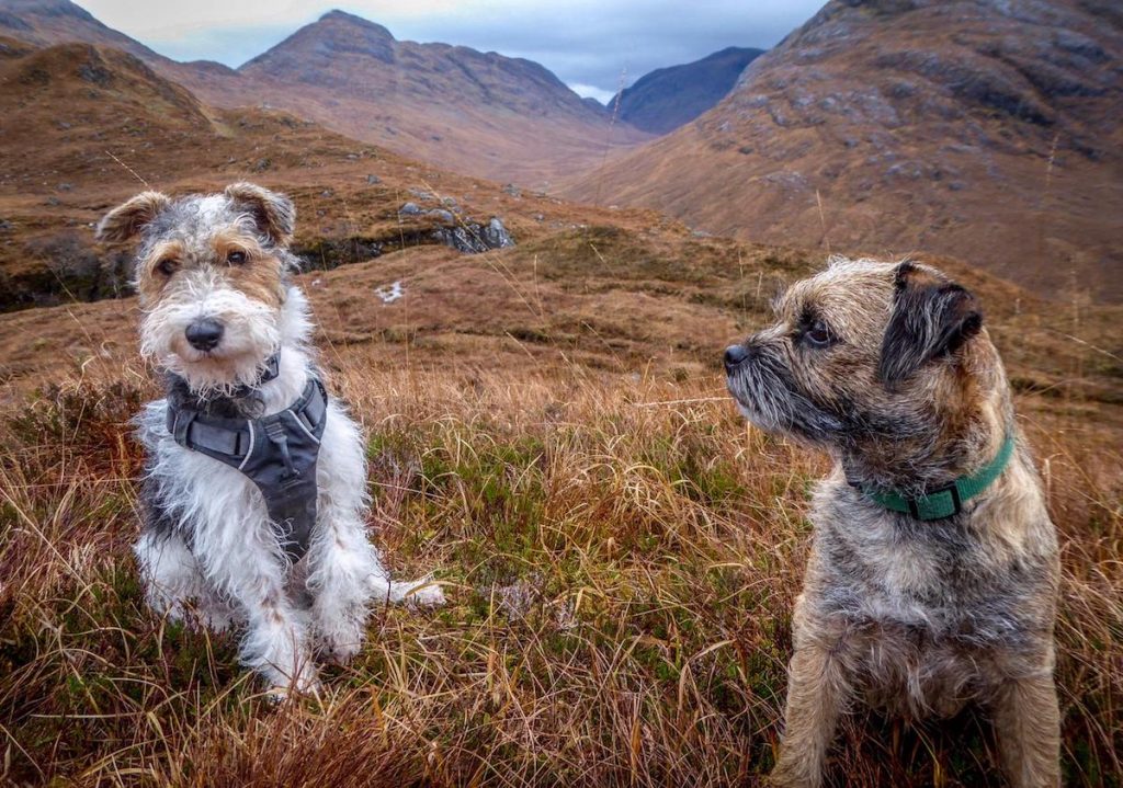 ard daraich crinan Big walk today and had his hair brushed afterwards. He prefers that to a bath!