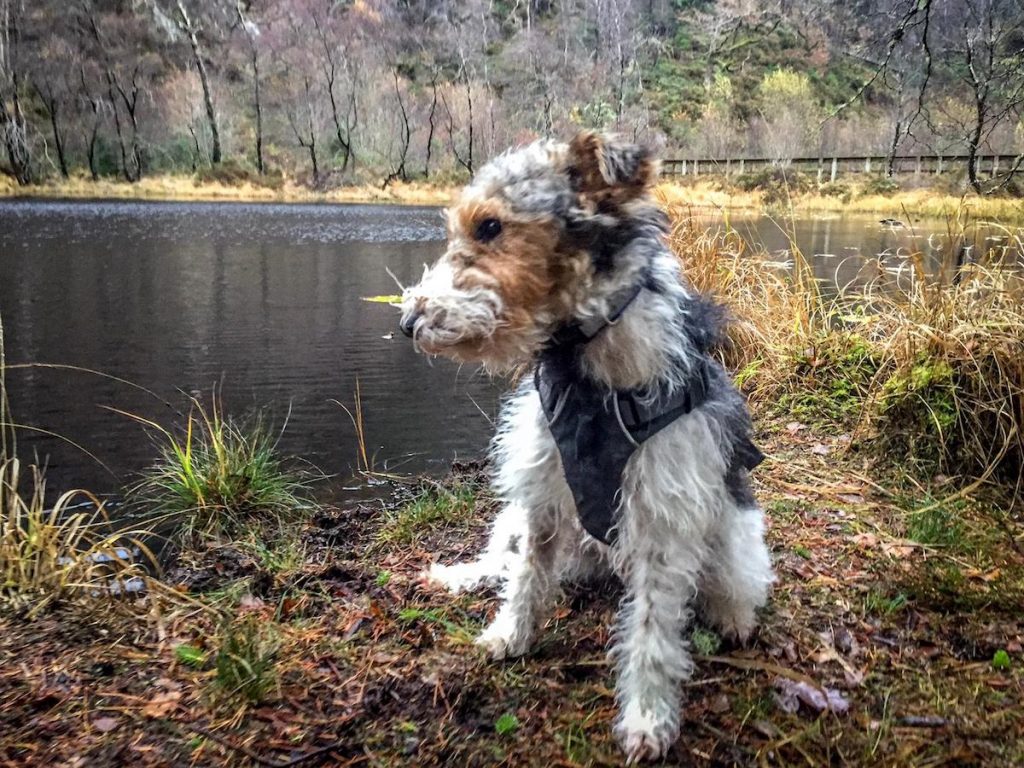 ard daraich crinan Todays walk nr Acharacle