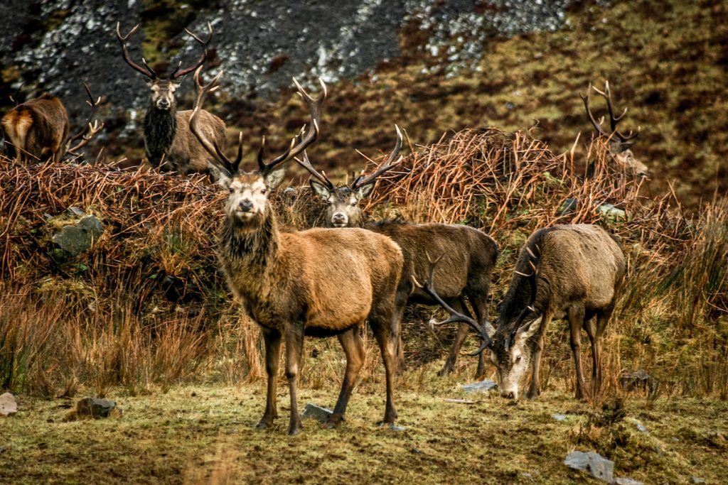 ard daraich highlands stags