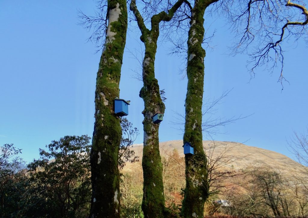 ard daraich self catering bird watching tits checking out the highrise apartments