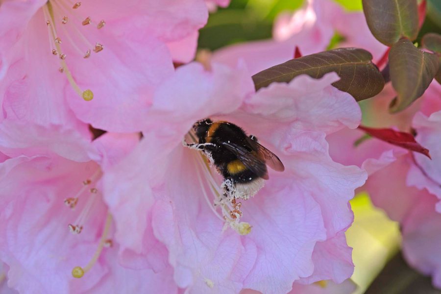 Ard Daraich - Rhododendron Bee