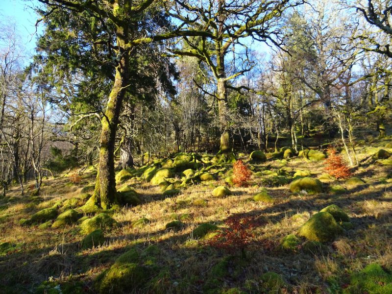 Pine Trees in Ardgour